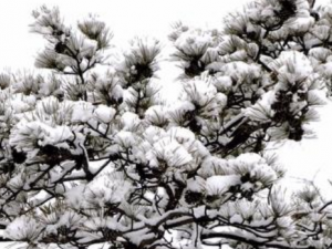 ��Ҷɢ������Щ��Ч���� ��Ҷɢ���η纮ʪ��