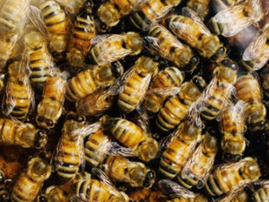 �䶾�Ĺ�Ч���� �䶾������ϵͳ������