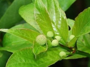 ������Ҷ�Ĺ�Ч���� ������Ҷ����������