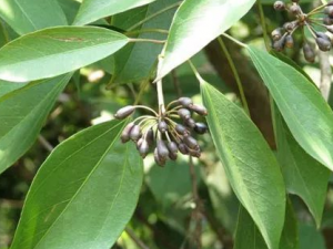 ���������Щ��Ч ������η�ʪ��ʹ