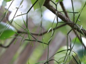 �����������Щ��Ч ��������β���Ѫ��ʹ