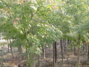 ���������Ĺ�Ч���� �����������׶�����