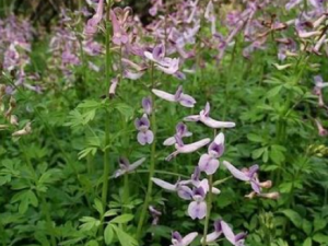 ���������Ĺ�Ч���� ��������������Ѫ���ڸ�Ѫѹƫ̱