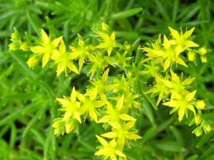 ��ָ�׵Ĺ�Ч���� ��ָ�����ʺ��������ʹ