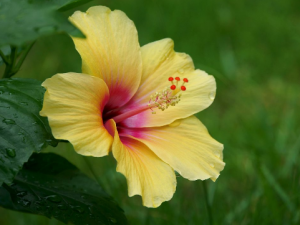 ��ɣ���Ĺ�Ч���� ��ɣ��Ӹ������