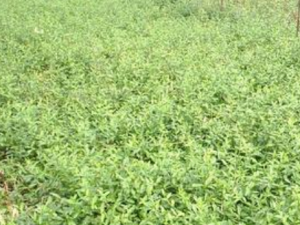 �����ٵĹ�Ч���� �����������Ը�к