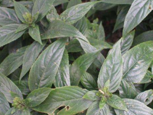 ��ͷ������Щ���� ��ͷ���Ĳ���������������ʹ