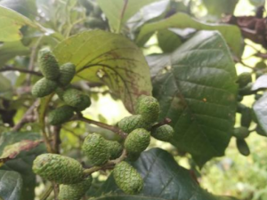 ����ľ��Ĺ�Ч���� ����ľ���������丹в����ʹ