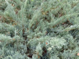 ذ֦ЩЧ ذ֦ⶾֹѪδ