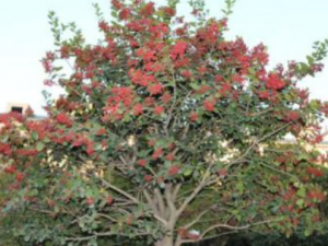 �����������Щ��Ч ���������������ʹ����