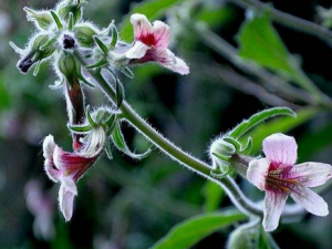 �ػ�ʵ����Щ��Ч �ػ�ʵ�ζ��Ƽ���