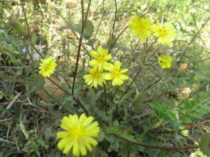 �����Ӳ�����Щ��Ч �����Ӳ˽��߶��ζ���ҧ��