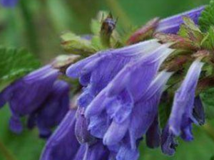 ���������Ĺ�Ч���� ���������������ֹѪ����