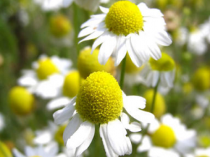 �ʾջ�¶����Щ���� �ʾջ�¶��ͷ��÷���̵