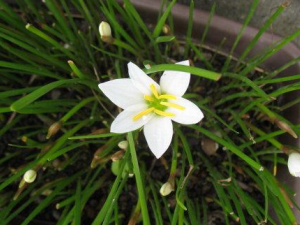 �η������Щ��Ч���� �η��ƽ��Ϩ����С��������