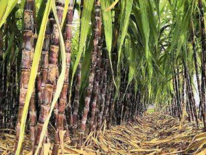 �����ҵĹ�Ч���� �������α��Ҷ�