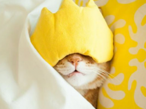 �ֽű�����ô�� �ݽ��ܻ����ֽű�����