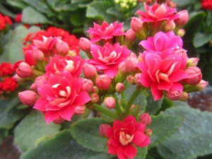 ٤���˶���Щ��Ч���� ٤����ɢ��ֹѪ�δ���ŧ��