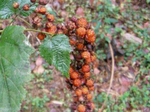 ������Ҷ�Ĺ�Ч���� ������Ҷ�ηβ���Ѫ