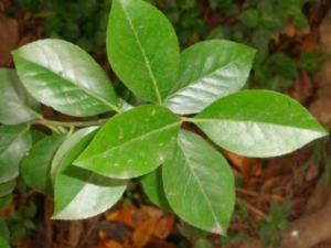 �Ϸ��Ĺ�Ч���� �Ϸ�����Ƽ��Դ�Ⱦ�Ը���