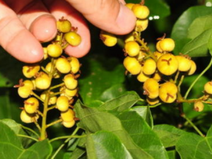 �����ٵĹ�Ч���� �������ιؽ���ʹ