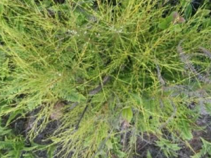 ���ɵĹ�Ч���� �����ε�������Ѫ