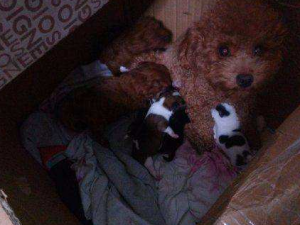 ����֭�Ĺ�Ч���� ����֭����ä