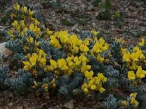 Ƥ���ܲ���������� Ƥ���ܲ������Щҩ��������