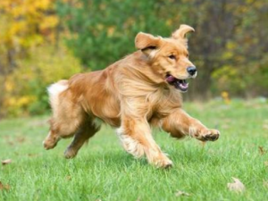 ǽڵĹЧ ǽμԷʪԹؽ