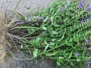 Ϊ�β��ܴ���ʹ�õ���ҩ ����ʹ����ҩ���ж���