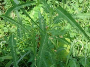 ����������Щʳ��ɿ����� ��֪����