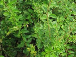 ����Ҷ�Ĺ�Ч���� ����Ҷ������ŧѪ