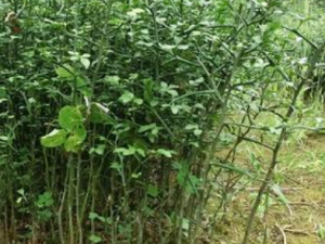 ���ٴ�����Щ��Ч ���ٴ̿����Ʒ����ʹ