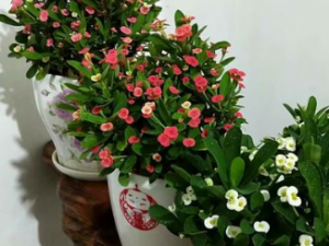 �캢�������� �캢���θ�ð����