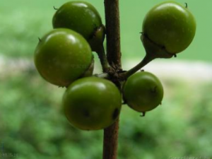 ���骵Ĺ�Ч���� ����������