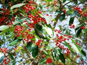 ���������Ĺ�Ч���� ����������������ʹ