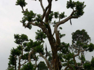 �������Ĺ�Ч���� ���������С��ͷ��