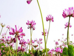 �컨�˵Ĺ�Ч���� �컨���γ�����Ѫ