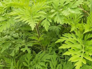 ����֦�Ĺ�Ч���� ����֦�μ���θ����