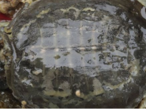 Ƣ�鲻�˳���Щʳ�� Ƣ��Ӧ���������