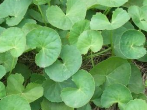 ������ݵĹ�Ч���� ��������ε�����