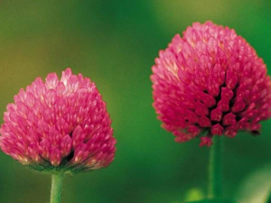 �쳵��ݵĹ�Ч���� �쳵����ξֲ�����