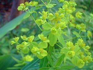 ��������Щ��Ч ���������ظ���ˮ���㲻��