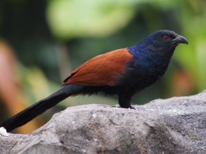 ��ë���Ĺ�Ч���� ��ë�����������ε����ʪ