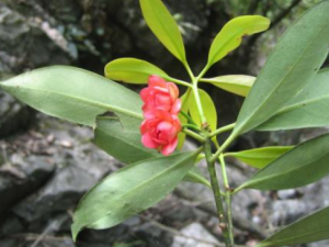 ������Ҷ�Ĺ�Ч���� ������Ҷ�����˳�Ѫ