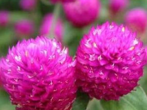 �컨��Ĺ�Ч���� �컨�������������