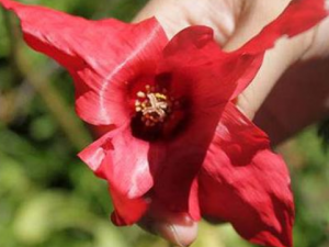 �컨������Ĺ�Ч���� �컨������