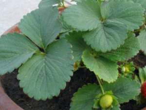 ����ӵĹ�Ч���� ����������鸡��