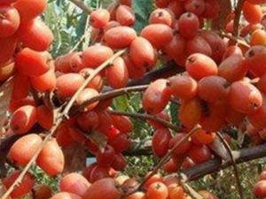 �켦����Ĺ�Ч���� �켦���㲵��ɢ���ε������