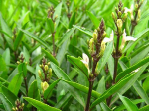 ��Ҷ�ӹ�������Щ��Ч���� ��Ҷ�ӹ�������ӹ�������